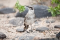 032 Galapagos mocking bird 05